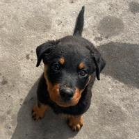 Cuccioli di rottweiler