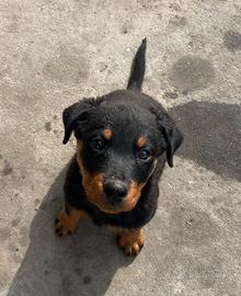 Cuccioli di rottweiler