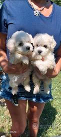 Maltipoo