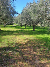 7 unità abitative terreno 13mila mq