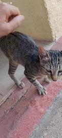 Gatto maschietto