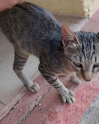 Gatto maschietto