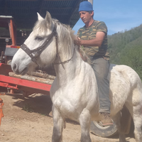 Cavalla