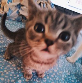 Cucciolo British Shorthair Tabby