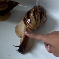 Chiocciola gigante africana