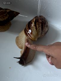 Chiocciola gigante africana