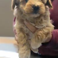 Maltipoo