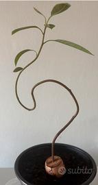 PIANTINE DI AVOCADO