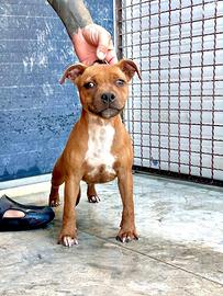 Cuccioli Staffordshire Bull Terrier