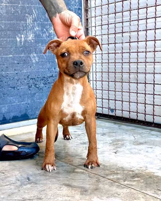 Cuccioli Staffordshire Bull Terrier