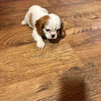 Maschietto Cavalier king con pedigree Enci