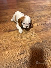 Maschietto Cavalier king con pedigree Enci