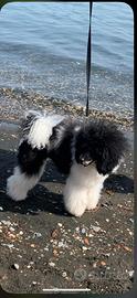 Barbone particolor
