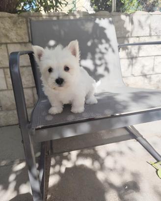 West White hinghland terrier