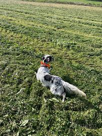Setter inglese