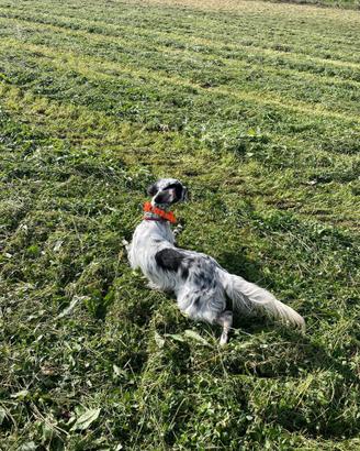 Setter inglese