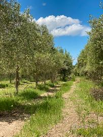 Campagna Sorso