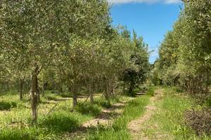 Campagna Sorso