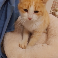 Gatto dolcissimo 3 anni