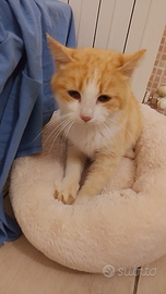 Gatto dolcissimo 3 anni