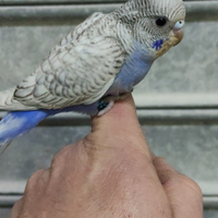 Cocorito allevato a mano