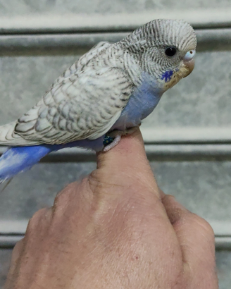 Cocorito allevato a mano