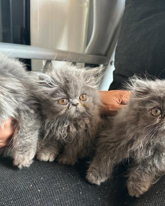 Gattini persiani