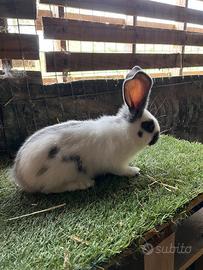 Conigli giganti pezzati papillon