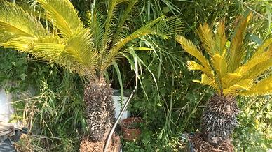 piante cycas 