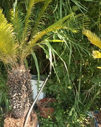 piante cycas 
