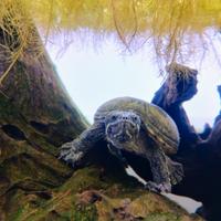 Tartaruga Sternotherus odoratus femmina