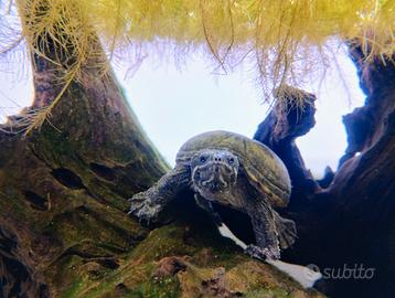 Tartaruga Sternotherus odoratus femmina