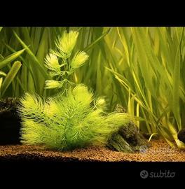Lotto Piante  acquario o laghetto