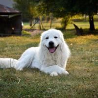Cuccioli pastore maremmano abruzzese