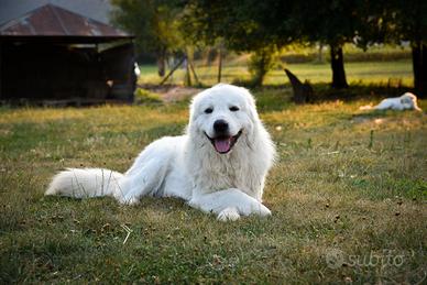 Cuccioli pastore maremmano abruzzese