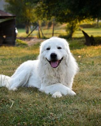 Cuccioli pastore maremmano abruzzese