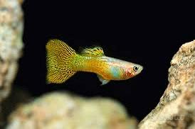 Guppy c.obra yellow