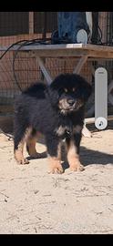 Tibetan mastiff