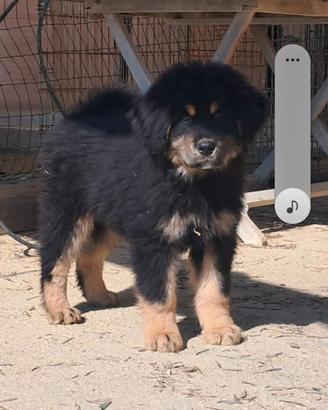Tibetan mastiff
