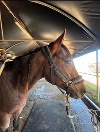 Cavallo appendice