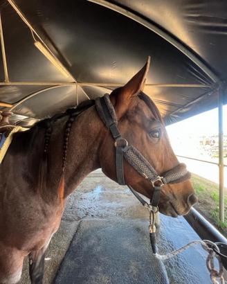 Cavallo appendice