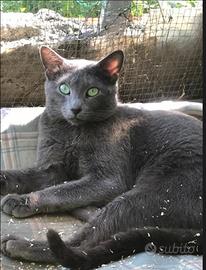 Gattini simili blu di russia (senza pedigree)