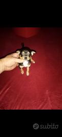 Chihuahua toy mini