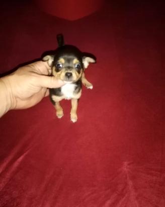 Chihuahua toy mini