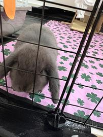 Coniglio ariete blu di vienna