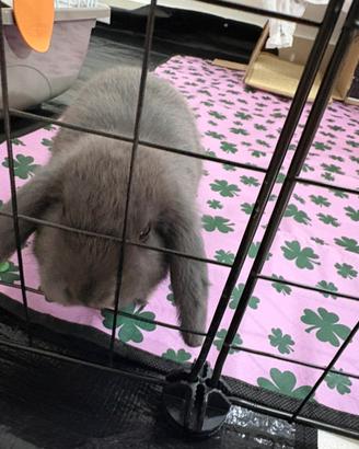 Coniglio ariete blu di vienna