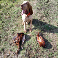 Bracco italiano