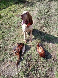 Bracco italiano