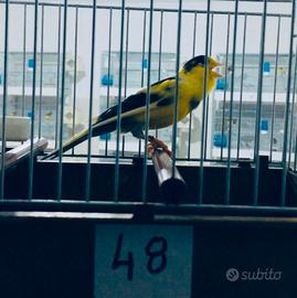 Canarini da canto Timbrado Spagnolo