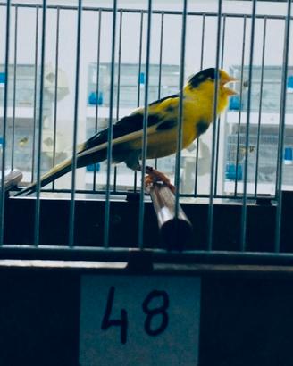 Canarini da canto Timbrado Spagnolo